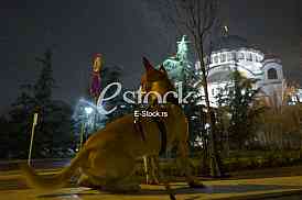 Koronavirus setnja ljubimca