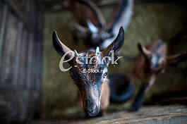 Goat farm Serbia