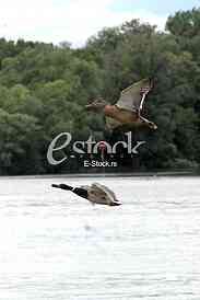Mallard