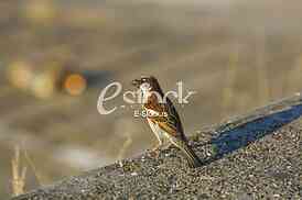 Sparrow House standing on a concrete