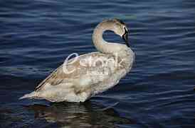 Swan on the River