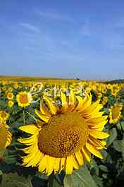field of sunflowers and blue sun sky
