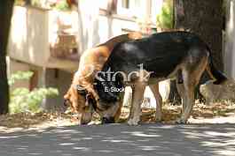 Dog, pas