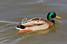 Divlja patka na reci Dunav, Wild duck on the Danube river
