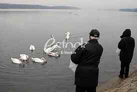 White swans
