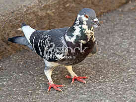 Golub, Pigeon