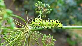 Caterpillar