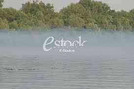 Zaprasivanje komaraca