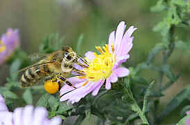 The bee