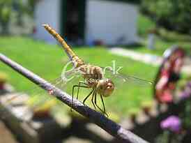 dragonfly