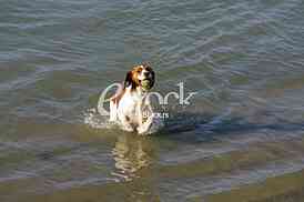 a dog swims in the water and playing with a ball in the water
