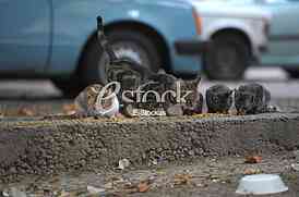 hungry cats and pigeons about cats