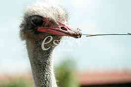 Ostrich
