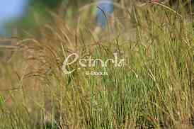 Spring or summer background with green grass