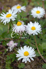 Daisies