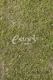 green grass texture or background of golf course and football soccer field