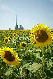 Field of sunflowers