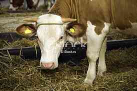 Cow