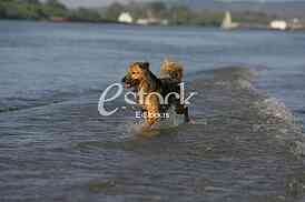 dog running through the water, dog runs on water