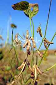 Soybean