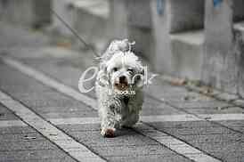 maltese dog in puppy walk 