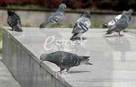 pigeon, dove, culver