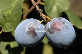 Plum
