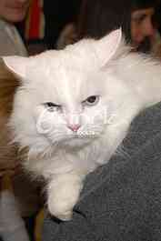 Cat show