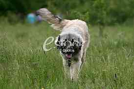 A working sheepdog dog in the green field