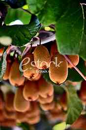Fruits