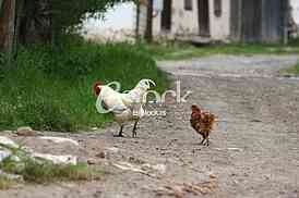 rooster crowing crows rooster chicken in the village