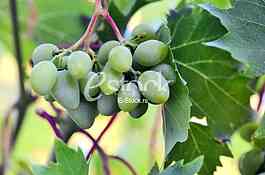 Fruits