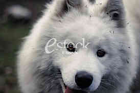 Samoyed