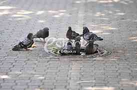Pigeons are cooled with water from the heat
