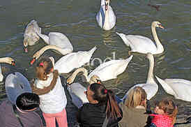 Labudovi na Dunavu, Swans on the Danube