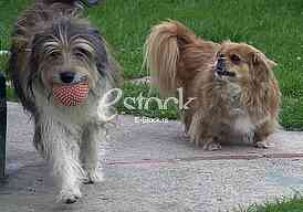 Animal Shelter