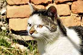 Animal, cat
