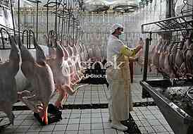 Continuous conveyor of meat of chickens