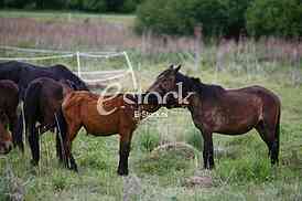 horses in the countryside in a field near mountains