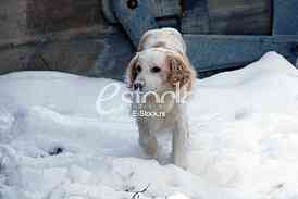 Hunting dog