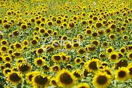 Field of sunflowers