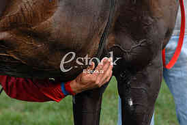 Ljubicevo Equestrian Games
