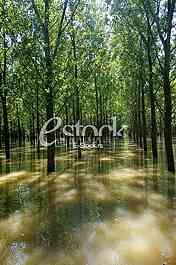 Tamis poplave