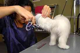 Grooming