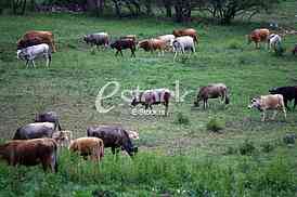 Cows grazing on a green summer meadow