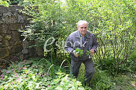 Zoran Veselinovic herbalist