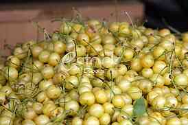 fresh white cherries natura whitel cherry to background on the street market