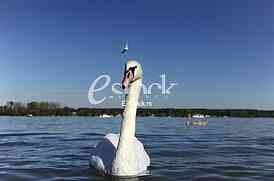 swan on blue water