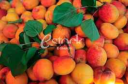 Apricots