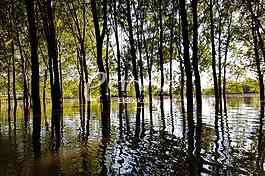 Tamis poplave